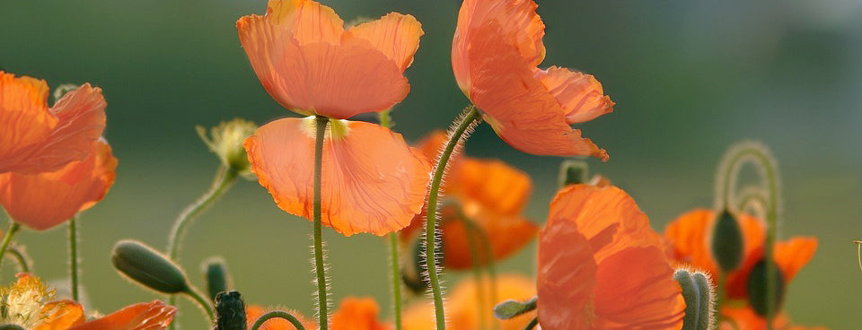 Balancing Dreams and Reality: The Birth of Share the Blossom